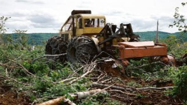 Papendieck's Tree Service