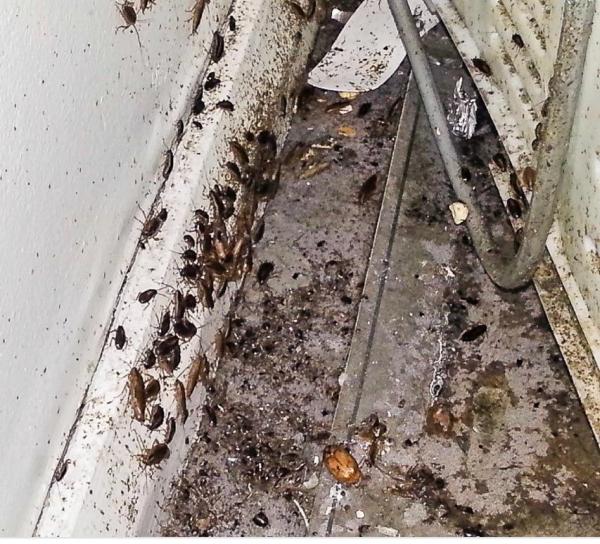 Avast Pest Control