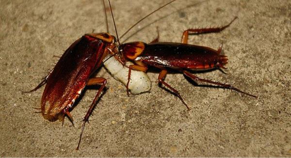 Avast Pest Control