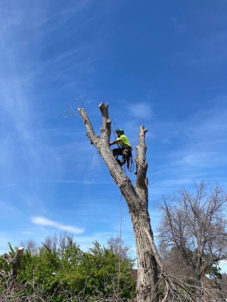 Treeincarnation Arbor Care