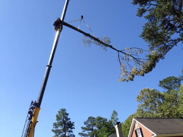 M & L Tree Services LLC