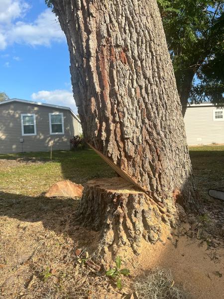Cam's Trees LLC