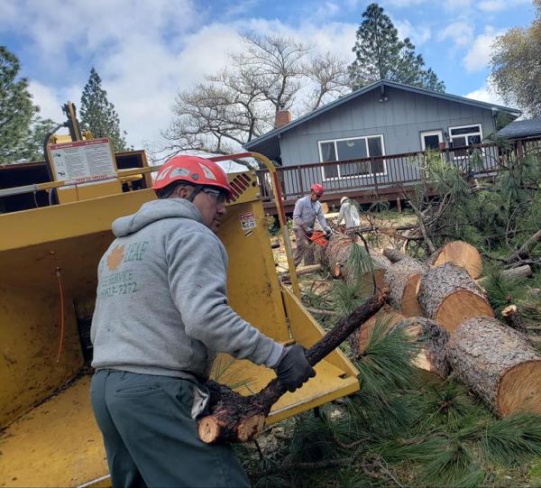 Dry Leaf Tree Service