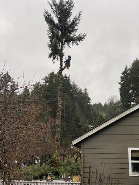 Green Valley Tree Care LLC