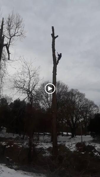 Leonard Philbeck Tree Service