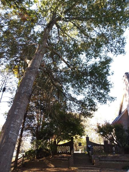 Leonard Philbeck Tree Service