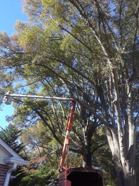 Leonard Philbeck Tree Service