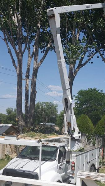 Mustang Tree Service LLC