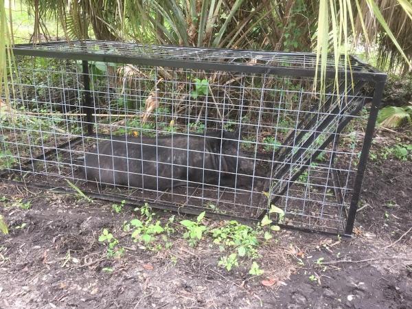 All Service Pest Management