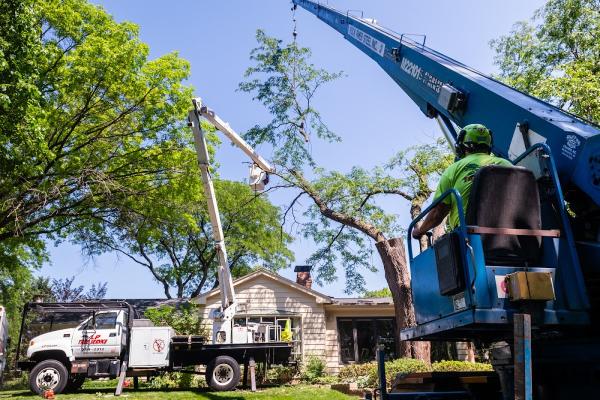 L P Tree Service Inc