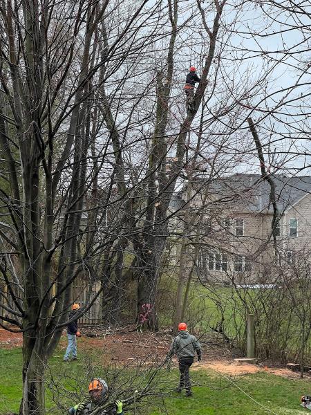 We Care Tree Service