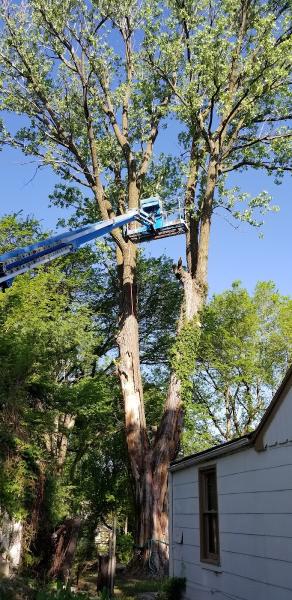 Sunrise Tree Care LLC