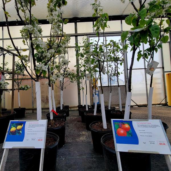 Natorp's Nursery Outlet & Landscaping