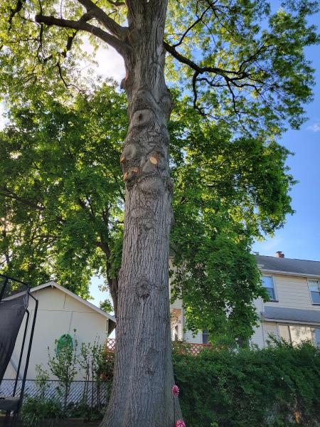 Royal Tree Service