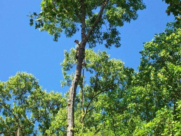 Monk Tree Services