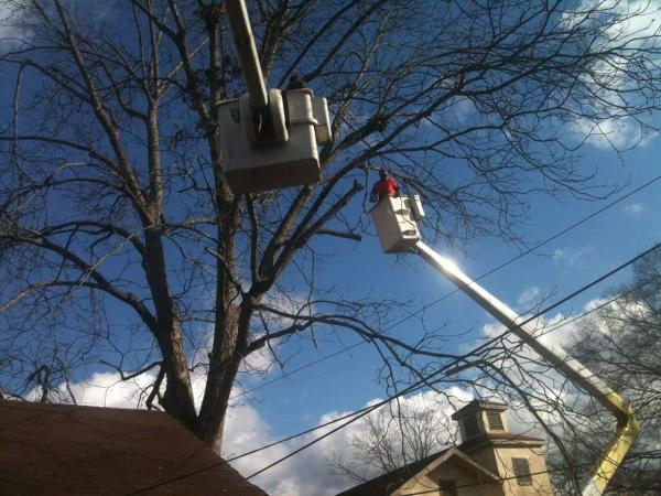 Arbor Rite Tree Surgeon