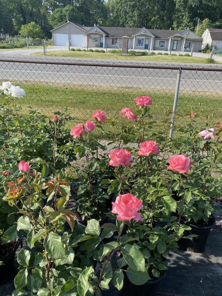 Galbraith's Landscaping & Lawn Care