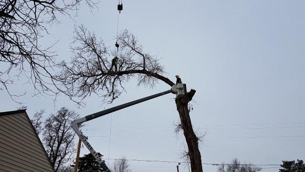 Arbortec Tree Service