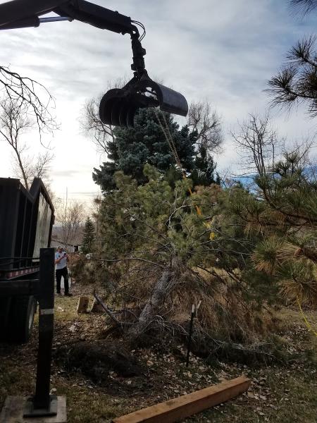 Arbortec Tree Service