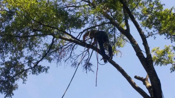 Alabama Tree Surgeons