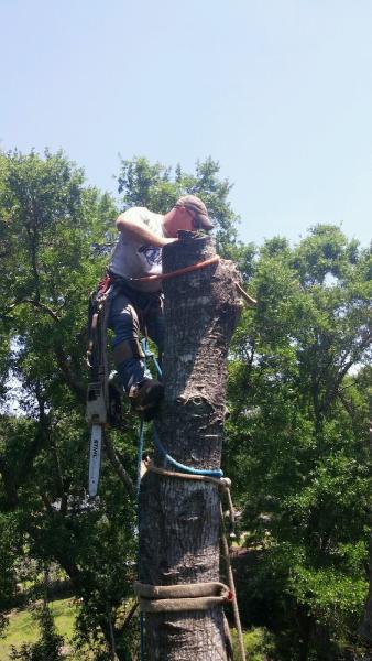 Alabama Tree Surgeons