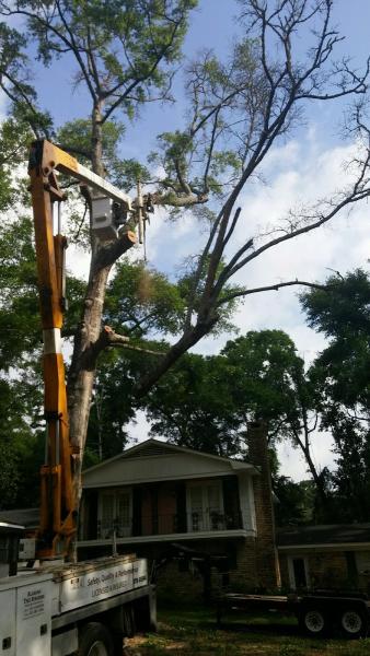 Alabama Tree Surgeons