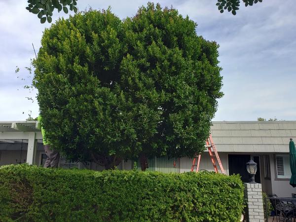 Diaz Tree and Landscape Management