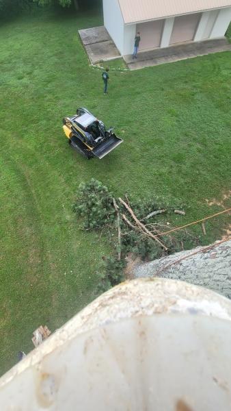 Sprout Tree Service LLC