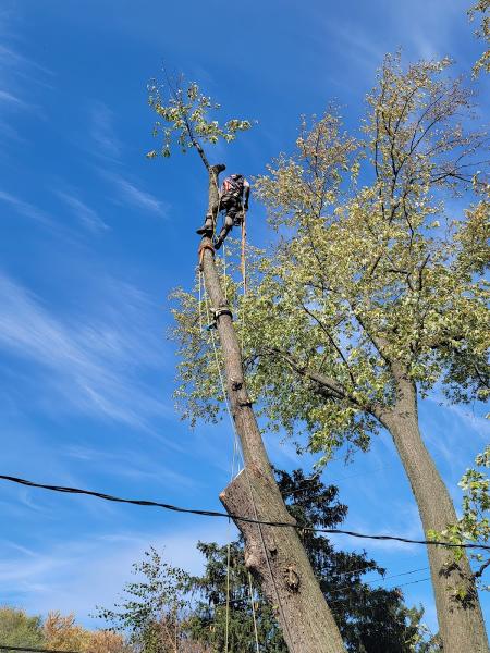 Edmonds Tree Service