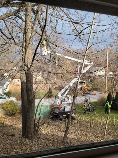 Edmonds Tree Service