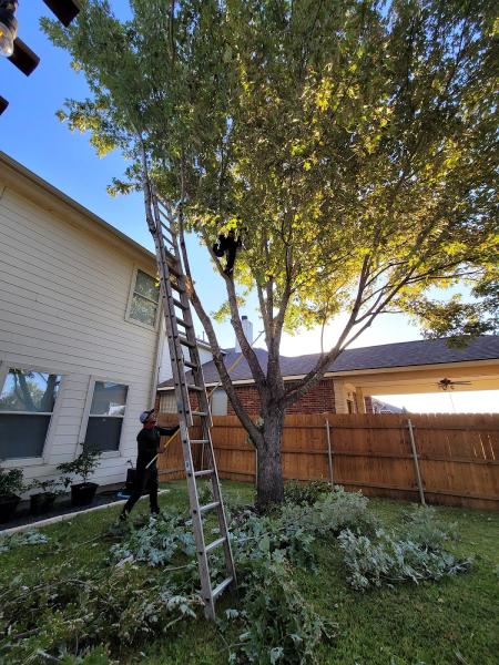 Better Price Tree Service