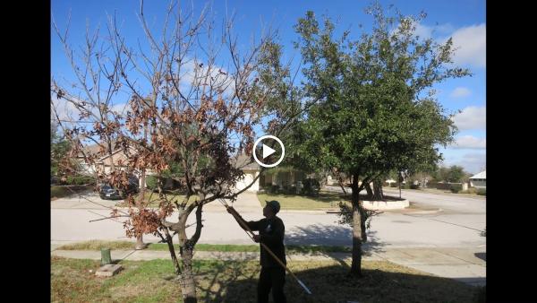 Better Price Tree Service