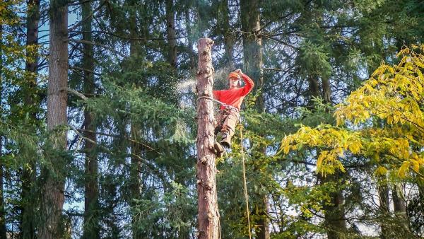 Better Price Tree Service