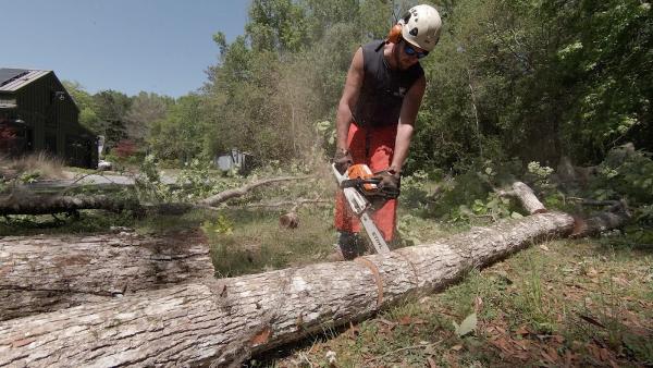 AAA Tree Experts & Landscaping