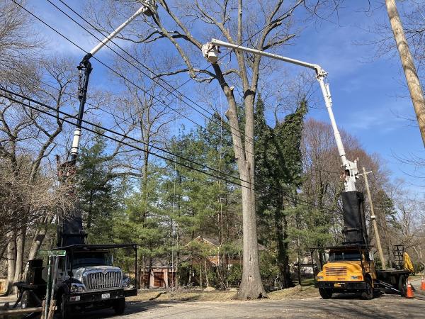 Woody Tree Service