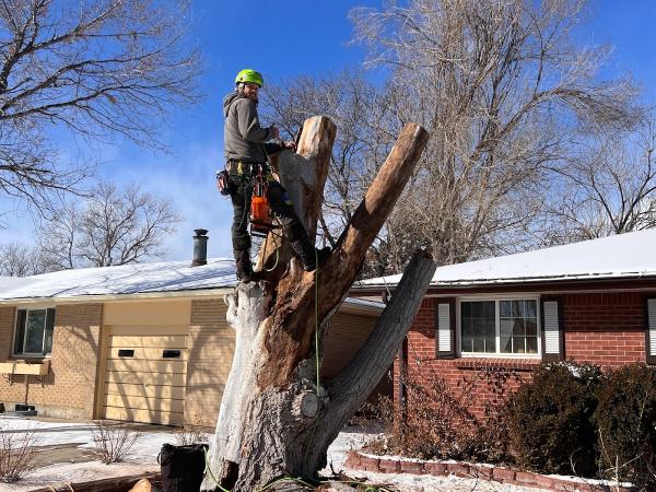 Ice Tree Service LLC