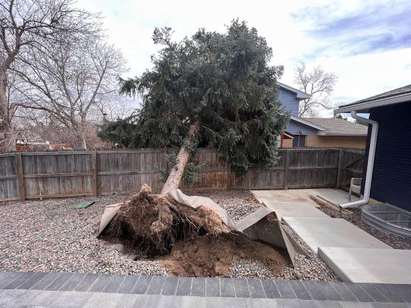 Ice Tree Service LLC