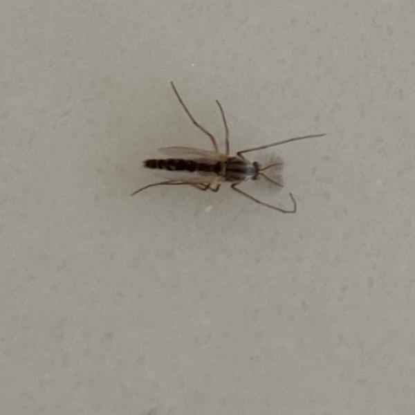 Creepy Crawly Pest Control