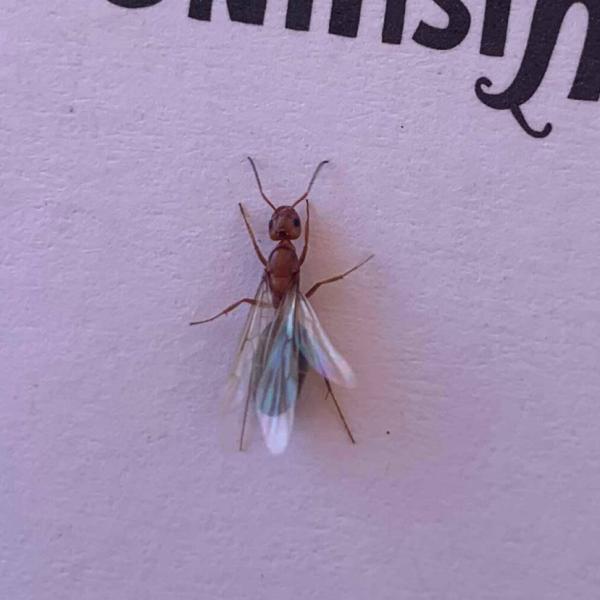 Creepy Crawly Pest Control