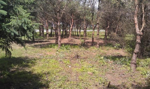 Rod Meek Top Notch Tree Care