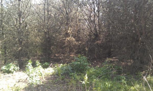 Rod Meek Top Notch Tree Care