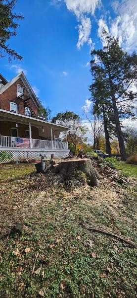 Evarts Tree Service