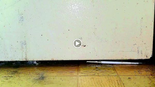 Lakewood Exterminating