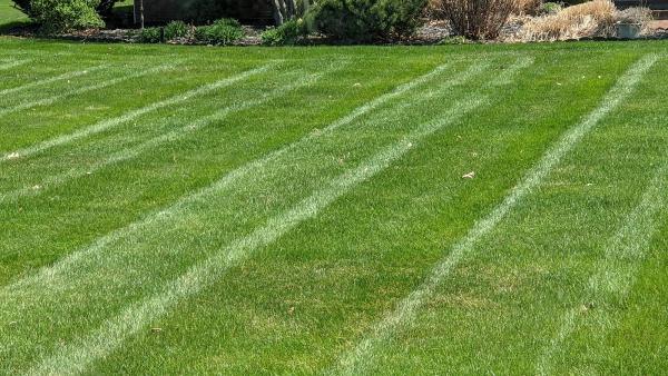Pineapples Lawn Care LLC