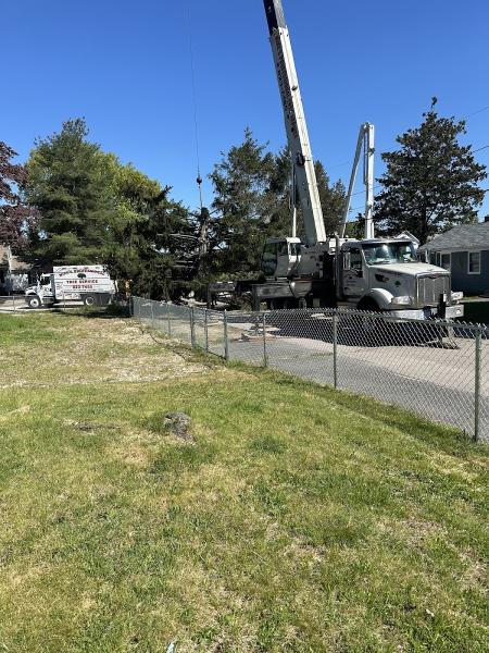 Mike's Professional Tree Services