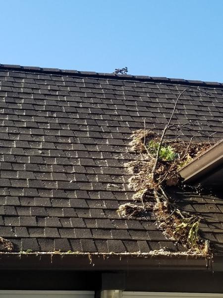 Mike's Professional Tree Services