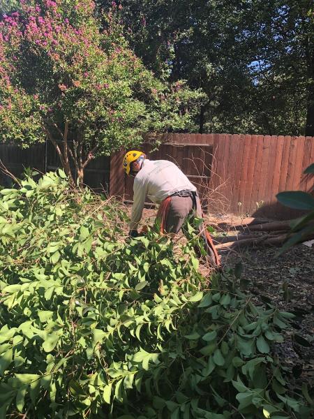 Petersen Tree Care