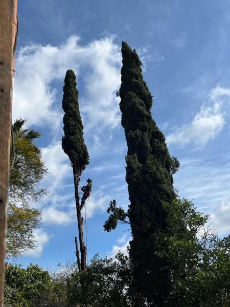 First Class Tree Service