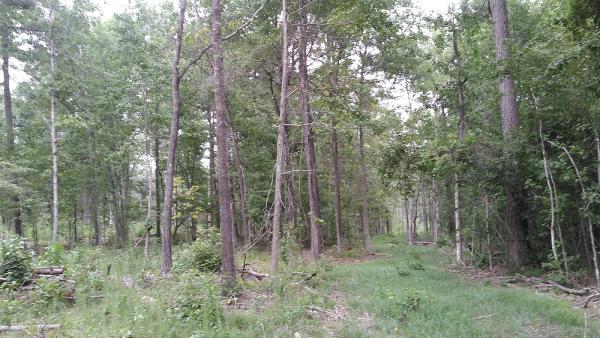 Wildland Forestry & Environmental