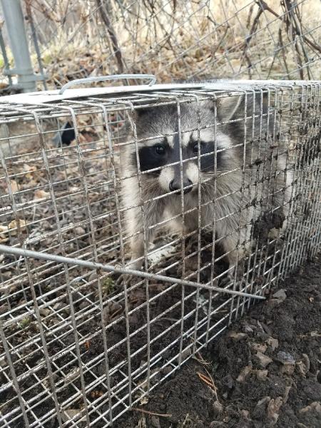A to Z Wildlife Control and Removal